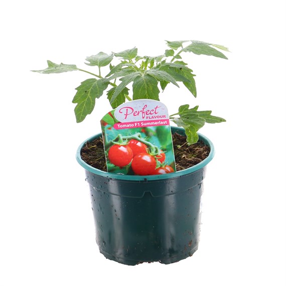 Tomato Summerlast 10.5cm Pot Bedding Vegetables