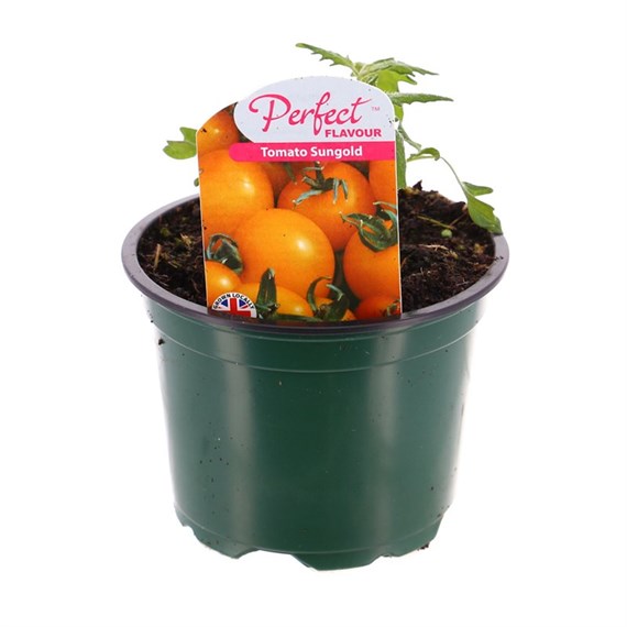 Tomato Sungold 10.5cm Pot Bedding Vegetables