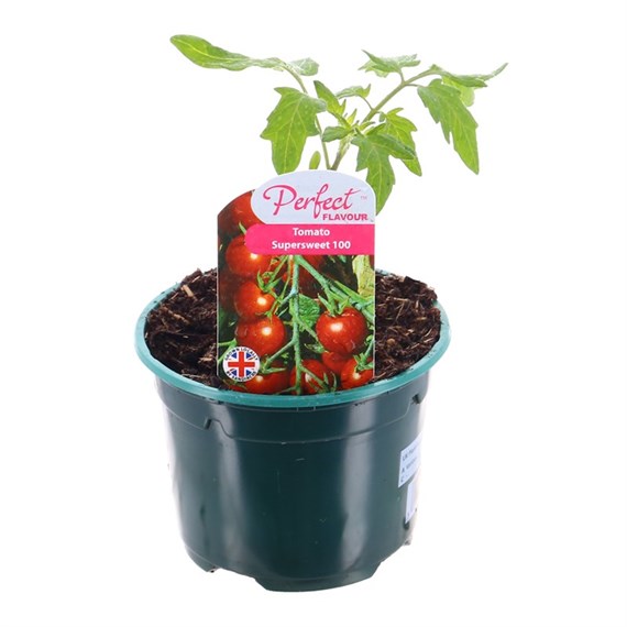 Tomato Supersweet 100 10.5cm Pot Vegetables