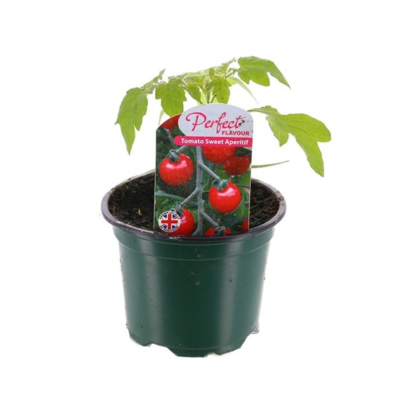 Tomato Sweet Aperatif 10.5cm Pot Vegetables