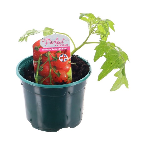 Tomato Sweet Million 10.5cm Pot Vegetables