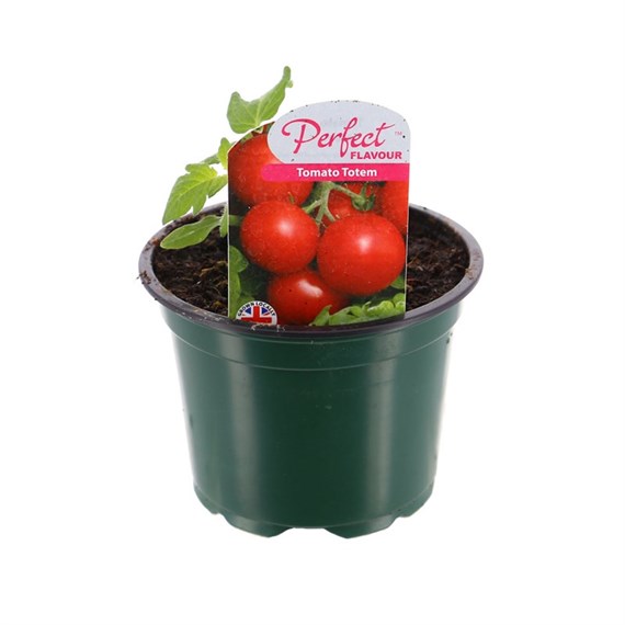 Tomato Totem 10.5cm Pot Vegetables
