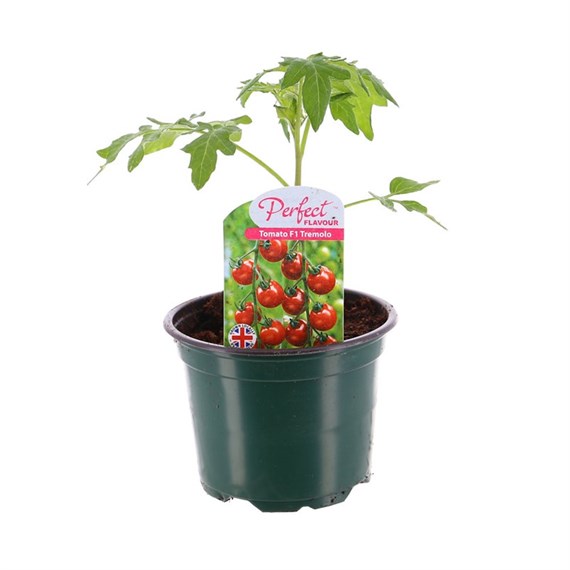 Tomato Tremelo 10.5cm Pot Vegetables