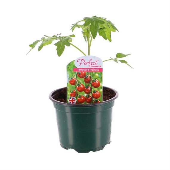 Tomatoes Tremelo 10.5cm Pot Vegetables