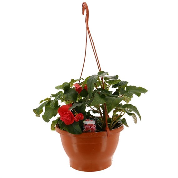 Trailing Begonia Assorted Mixed Bedding Hanging Basket