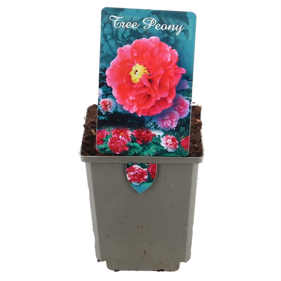 Tree Peony - Red - 11cm Pot