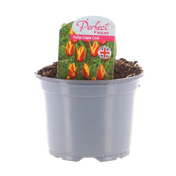 Tulip Cape Cod 10.5cm Pot Bedding Bulbs