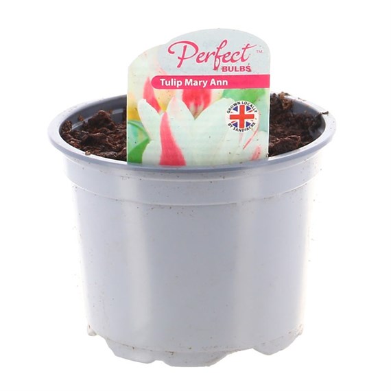 Tulip Mary Anne 10.5cm Pot Bedding Bulbs