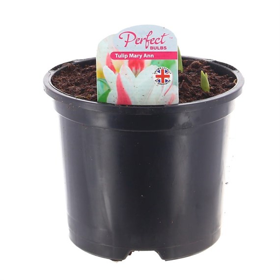 Tulip Mary Anne 13cm Pot Bedding Bulbs