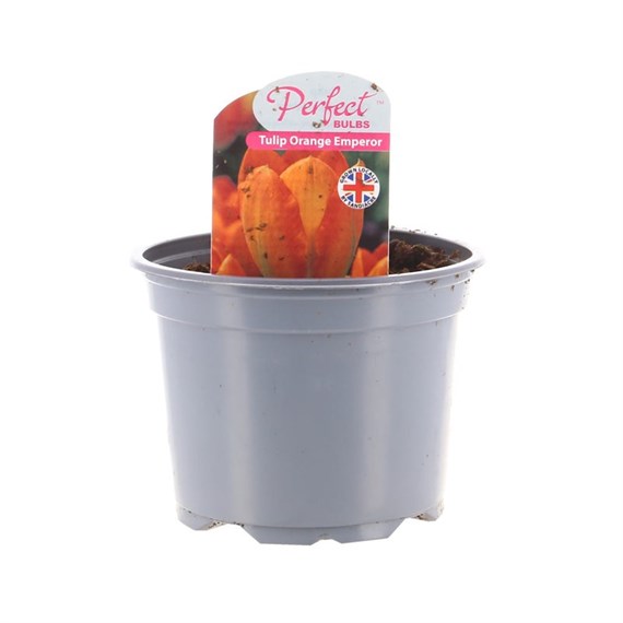 Tulip Orange Emperor 10.5cm Pot Bedding Bulbs