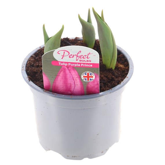 Tulip Purple Prince 10.5cm Pot Bedding Bulbs