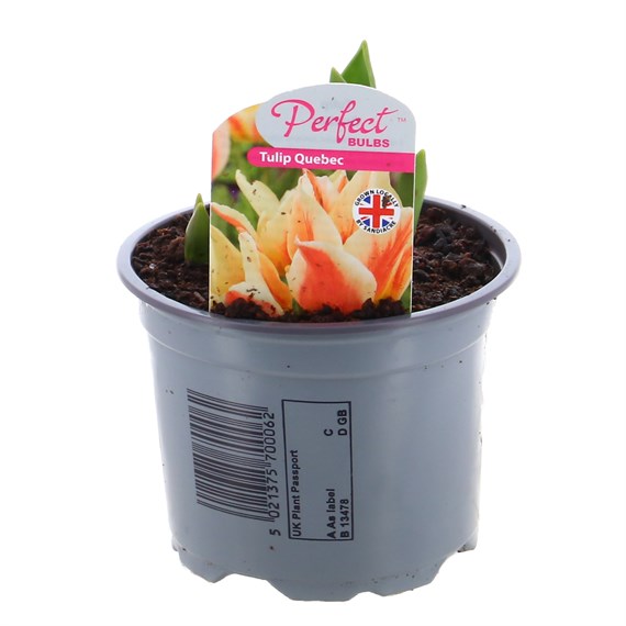 Tulip Quebec 10.5cm Pot Bedding Bulbs