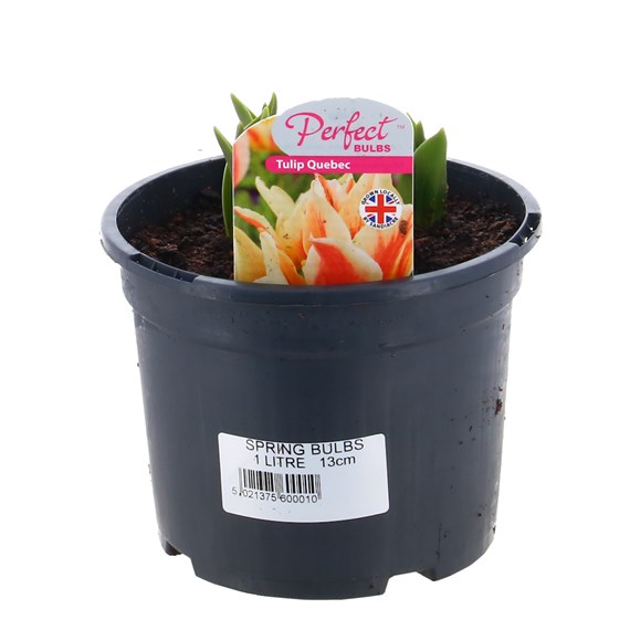 Tulip Quebec 13cm Pot Bedding Bulbs