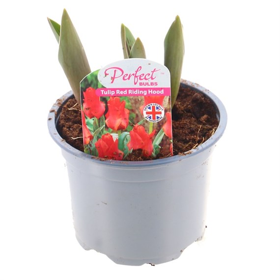 Tulip Red Riding Hood 10.5cm Pot Bedding Bulbs