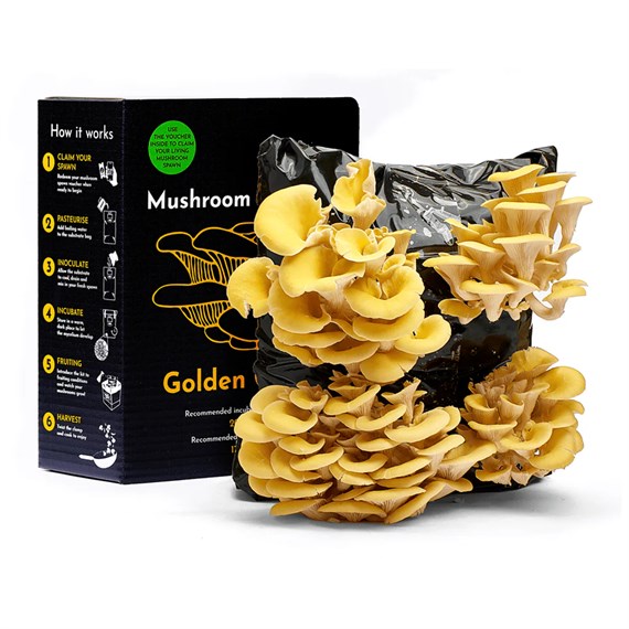 Urban Farm Golden Oyster Mushroom Growing Kit (BK-G-GIFT)