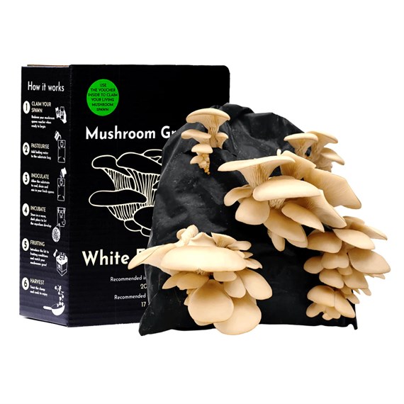 Urban Farm White Elm Oyster Mushroom Growing Kit (BK-WE-GIFT)