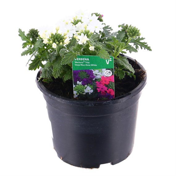 Verbena Blue - Rose - White Trio Mixed 13cm Pot Bedding