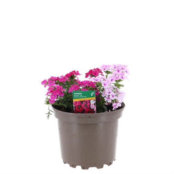 Verbena Mixed Trio 2L Pot Bedding