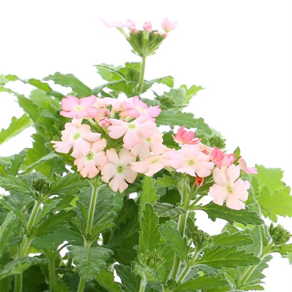 Verbena Peaches & Cream 6 Pack Boxed Bedding