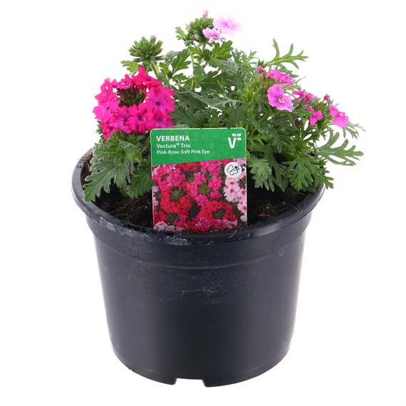 Verbena Pink - Rose - Soft Pink Trio Mixed 13cm Pot Bedding