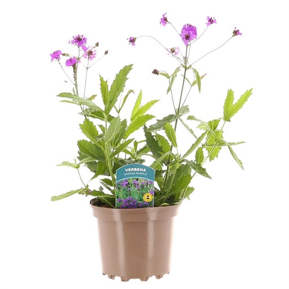 Verbena Santos Purple 2L Pot Perennial