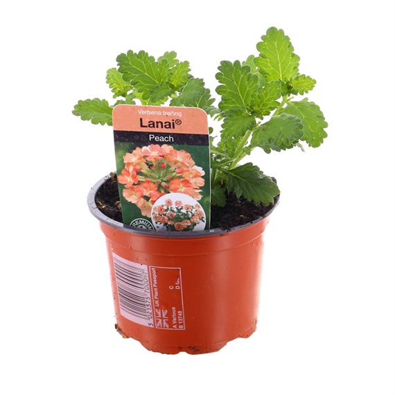 Verbena Trailing Lanai Peach 10.5cm Pot Bedding