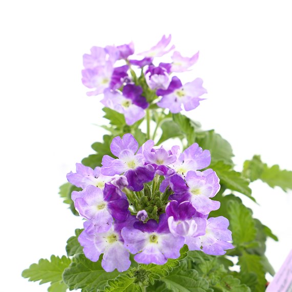 Verbena Waterfall Mix 6 Pack Boxed Bedding