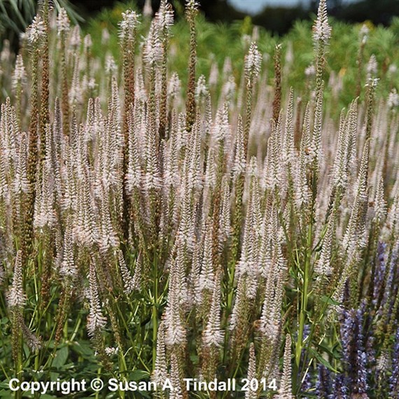 Veronicastrum Vir. Pink Glow Perennial Plant 9cm Pot - Set of 3
