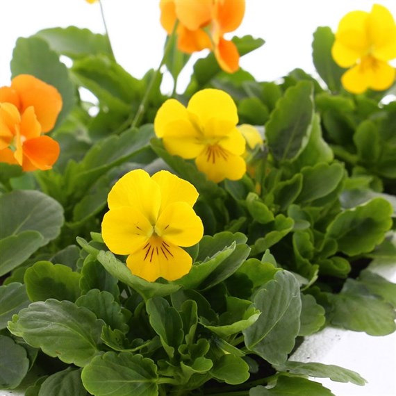 Viola F1 Citrus Mixed 6 Pack Boxed Bedding
