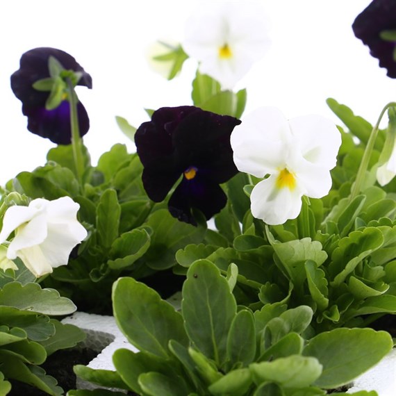 Viola F1 Ebony & Ivory 6 Pack Boxed Bedding