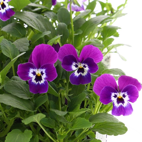 Viola F1 Blackberry Cream 6 Pack Boxed Bedding