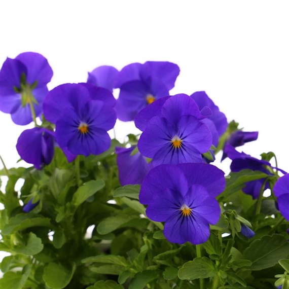 Viola F1 Blue 6 Pack Boxed Bedding