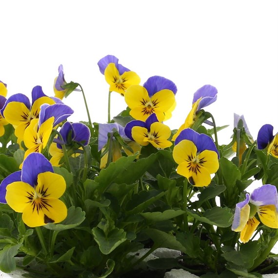 Viola F1 Yellow Blue Wing 6 Pack Boxed Bedding