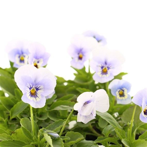 Viola F1 Marina 6 Pack Boxed Bedding