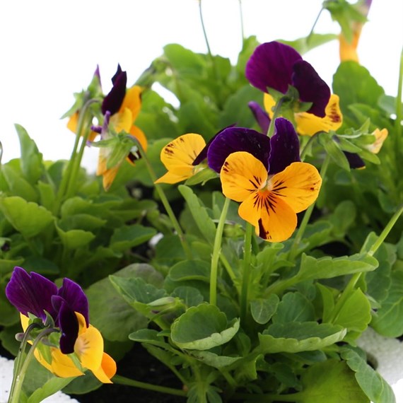 Viola F1 Orange Duet 6 Pack Boxed Bedding