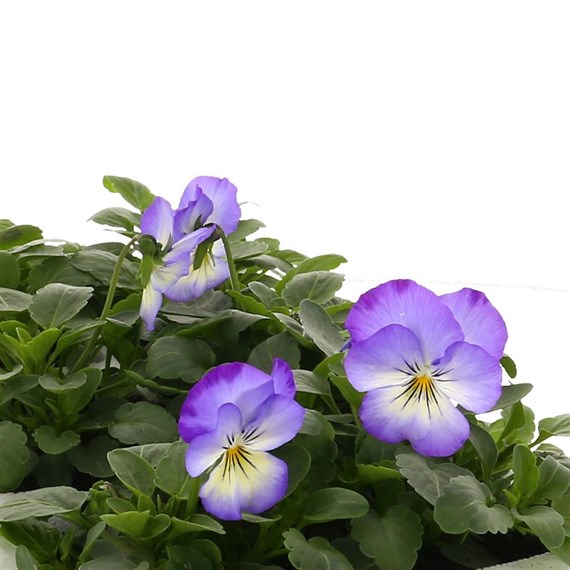 Viola F1 Magnifico 6 Pack Boxed Bedding