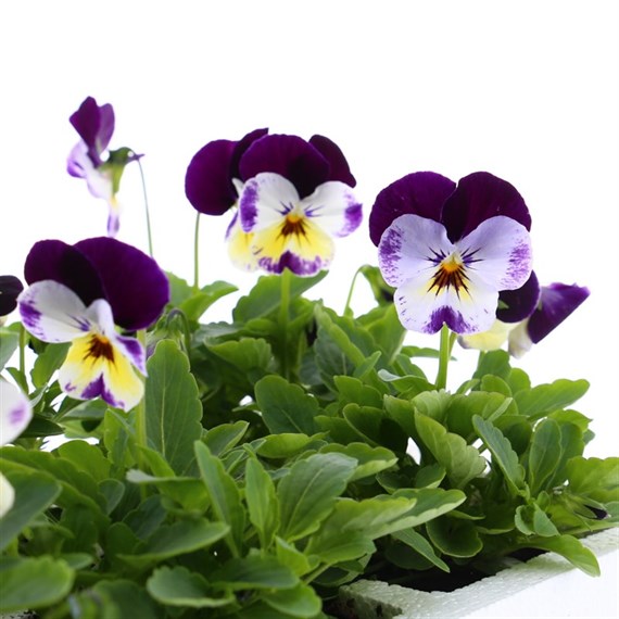 Viola F1 Mickey 6 Pack Boxed Bedding