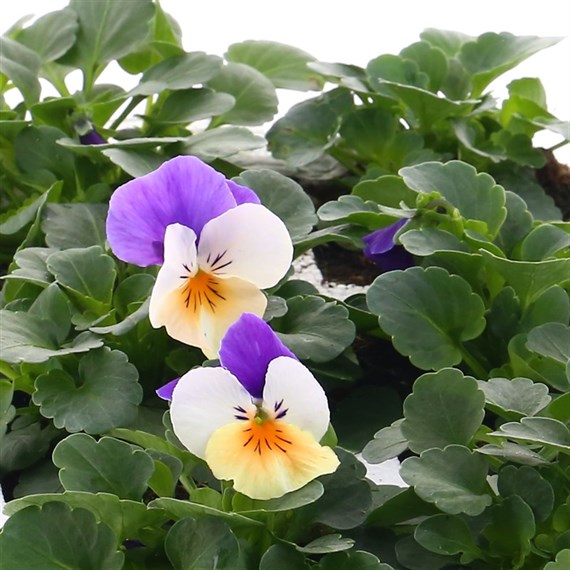 Viola F1 Peach Duet 6 Pack Boxed Bedding