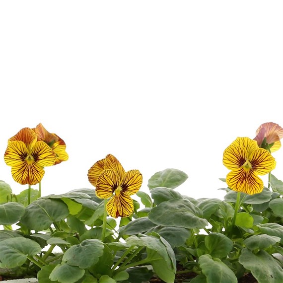 Viola F1 Angel Tiger Eye 6 Pack Boxed Bedding