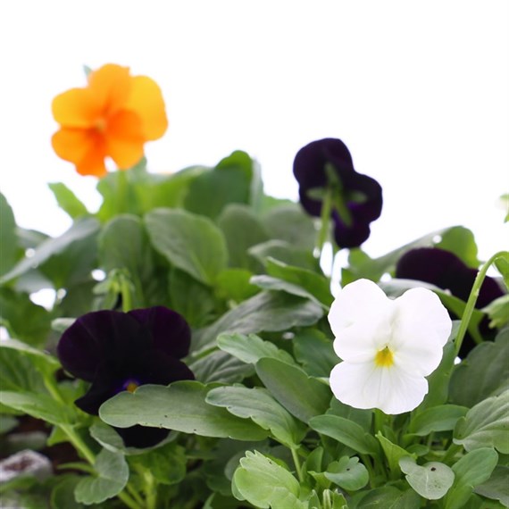 Viola F1 Tricky Halloween Mixed 6 Pack Boxed Bedding