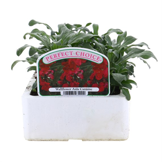 Wallflower Aida Carmine 6 Pack Boxed Bedding