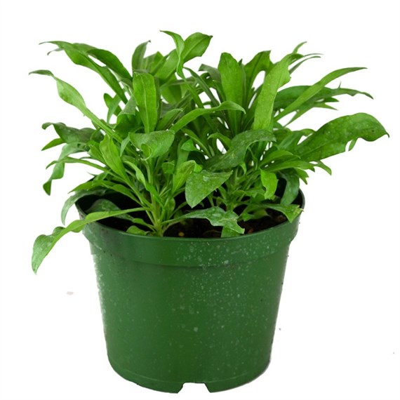 Wallflower Assorted Colours 2L Pot Bedding