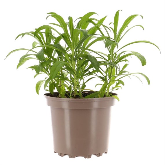Wallflower Purple Bedder 2L Pot Bedding 