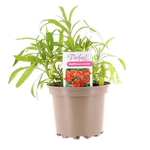 Wallflower Scarlet 2L Pot Bedding 