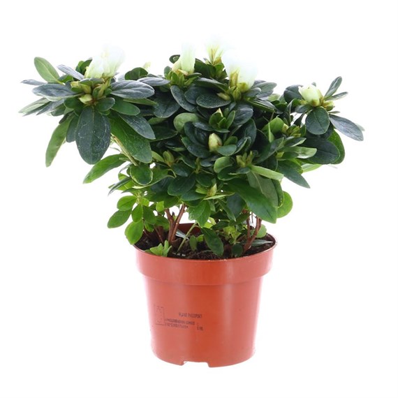 Azalea White Indoor Houseplant - 12cm Pot