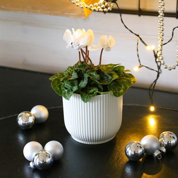 Cyclamen White Indoor Houseplant - 11cm Pot