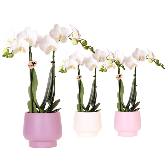 White Orchid in Pink Ceramic 9cm Pot