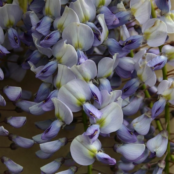 Wisteria Caroline in a 3L Deep Pot Climber Plant