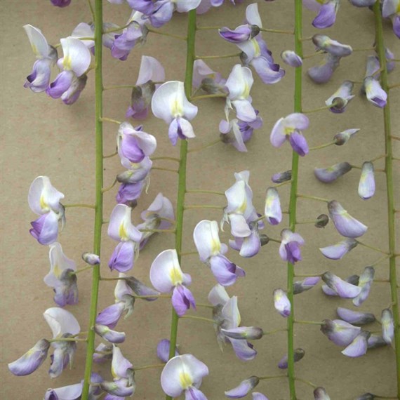 Wisteria floribunda Cascade in a 3L Deep Pot Climber Plant