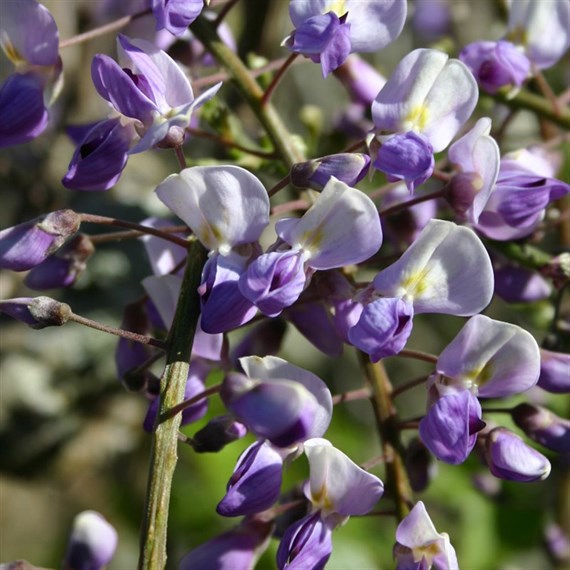 Wisteria floribunda Harlequin in a 3L Deep Pot Climber Plant